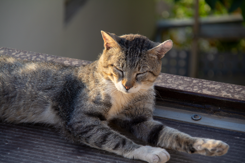 Cat 1