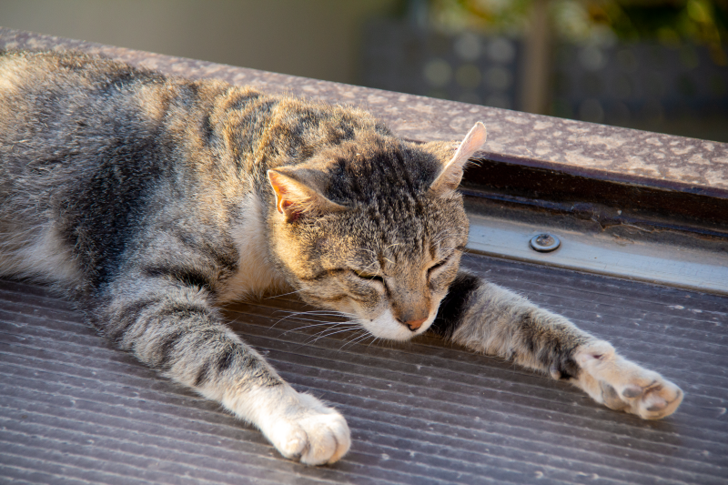 Cat 2